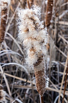 Exploding cattail in a marsh photo