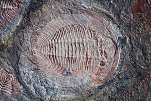 Exploration of trilobite fossil embedded in stone rock