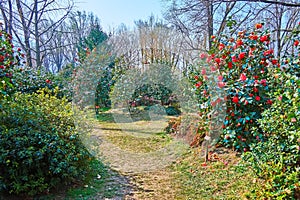 Explore Camellia Park of Locarno during spring festival, Switzerland