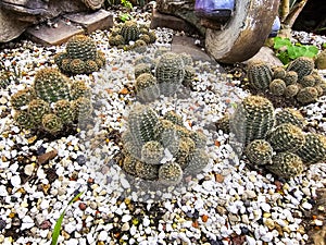 Parodia magnifica, A green, spherical cactus. photo