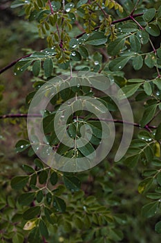 PANC Moringa oleifera - White acacia, horseradish tree, cedar, chickweed and quince okra photo