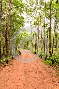 Explore the forest treks