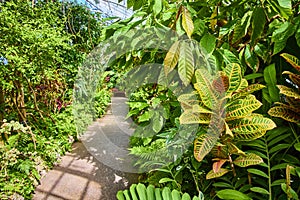 Tropical Greenhouse Pathway with Vibrant Croton at Eye Level photo