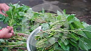 Explore post-harvest processing of Amaranth grain and vibrant chaulai plant leaves in an organic garden in Uttarakhand, India