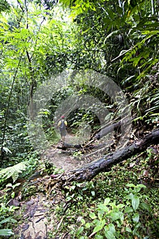 Explore rainforest