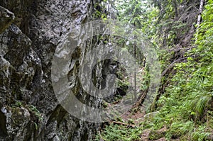 Tranquil forest pathway winding through a stunning rocky gorge of Dovbush pantries photo