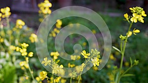 Explore the vibrant Brassica juncea, brown mustard, with its yellow leaves in an Organic Indian Garden. Commonly known as Rai