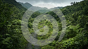 Explorers navigating a winding path through lush jungle tropical forest nature photography scenic landscape adventure theme photo