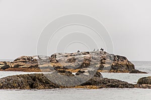 Exploring bird wildlife at the beach in the morning mist at Kejimkujik National Park Seaside, Nova Scotia, Canada