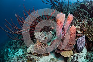 Exploring the coral reefs of Bonaire in the Dutch Caribbean