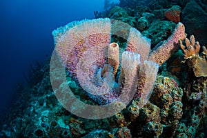 Exploring the coral reefs of Bonaire in the Dutch Caribbean