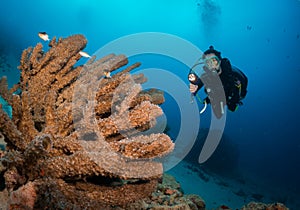 Exploring the coral reefs of Bonaire in the Dutch Caribbean