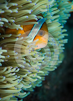 Exploring the coral reefs and wrecks around Tulamben on the island of Bali, Indonesia