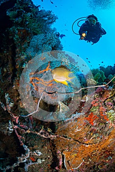 Exploring the coral reefs and wrecks around Tulamben on the island of Bali, Indonesia