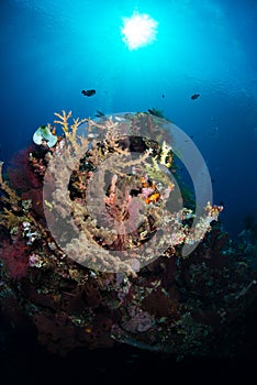 Exploring the coral reefs and wrecks around Tulamben on the island of Bali, Indonesia