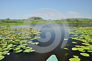 Exploring Danube delta with a boat