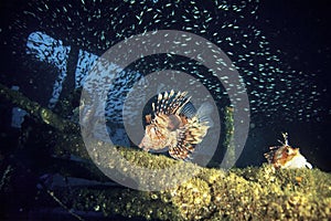 Exploring devil firefish