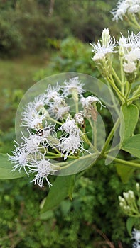 Exploring the Enchanting World of Ageratina Altissima: White Snakeroot and its Ecological Significance