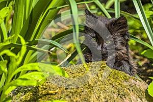 Exploring kitten