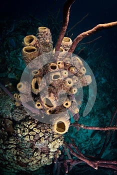 Exploring the reefs on the island of Bonaire in the Dutch Caribbean