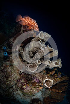 Exploring the reefs on the island of Bonaire in the Dutch Caribbean