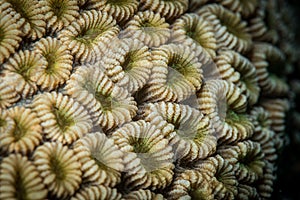 Exploring the reefs of the southern Red Sea, Egypt