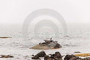 Exploring seals wildlife at the beach in the morning mist at Kejimkujik National Park Seaside, Nova Scotia, Canada