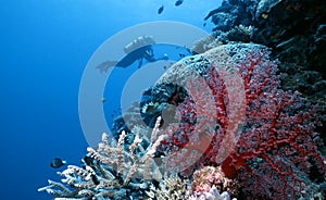 Exploring Togian Island Reef