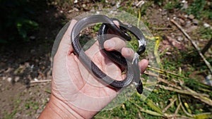 Exploring the Unique Patterns of the Malayan Banded Wolf Snake photo