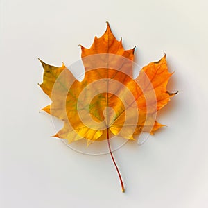 Exploring the Vibrant Palette of Canadian Maple Leaves: A Visual