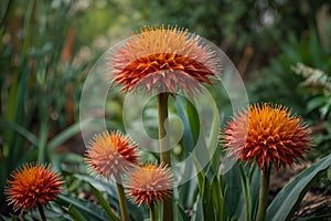 Exploring the Vibrant World of Scadoxus multiflorus Revelations from Its Natural Habitat