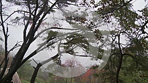 Exploring a windy, lush rainforest in Korea