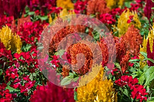 Explosion of colors in the Terrace Gardens