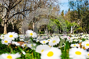 Explosion of daisies in the foreground