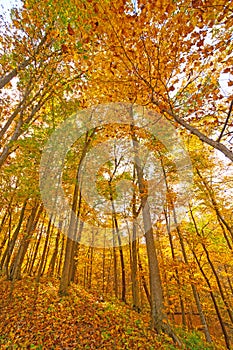 Explosion of Fall in the Midwest Forest