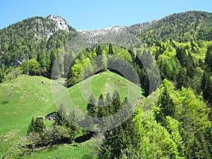 Explosion of green on the mountain