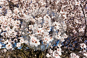 Explosion of spring-almond blossomed almond trees.