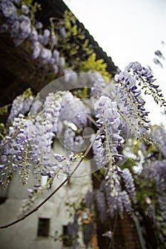 Explosion of wisteria flowers