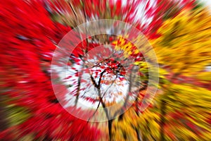 Explosion zoom of autumn leaf colors