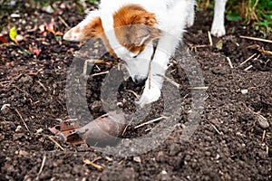 explosive detection dog finds a mine or grenade