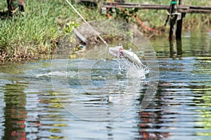 Explosive strikes on lures of the barramundi