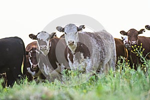 Export steers, fed with natural grass