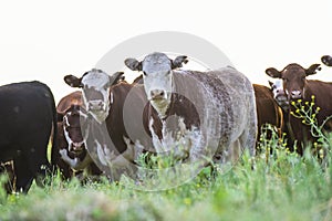 Export steers, fed with natural grass photo