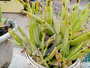 Expose aloe vera on background nature