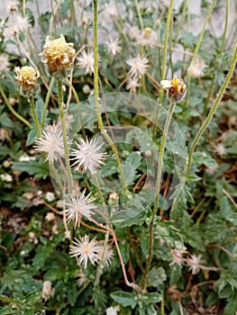 Expose flower on background nature