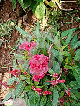 Expose flower with leaves on background nature