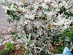 Expose flowers white on background nature