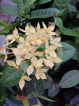 Expose flowers yellow with leaves green on background nature