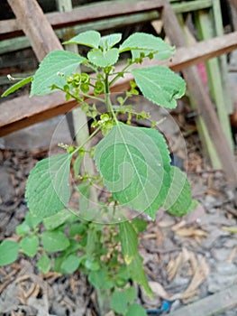 Expose leaves green on background nature