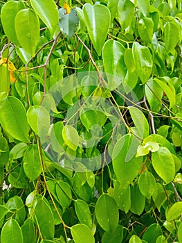 Expose many green leaves. The photo was taken during afternoon sunlight outdoor